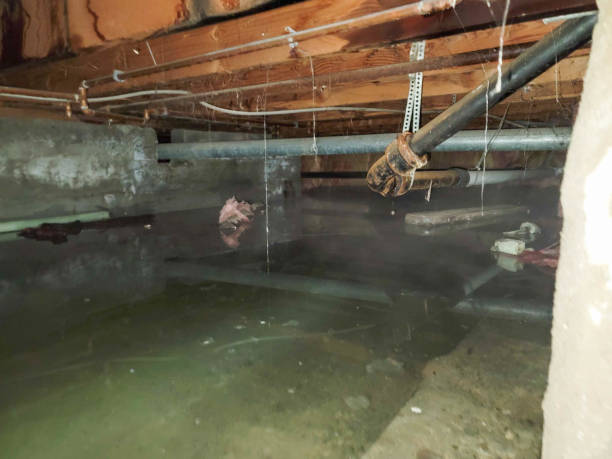 Best Water damage restoration company  in Coyne Center, IL